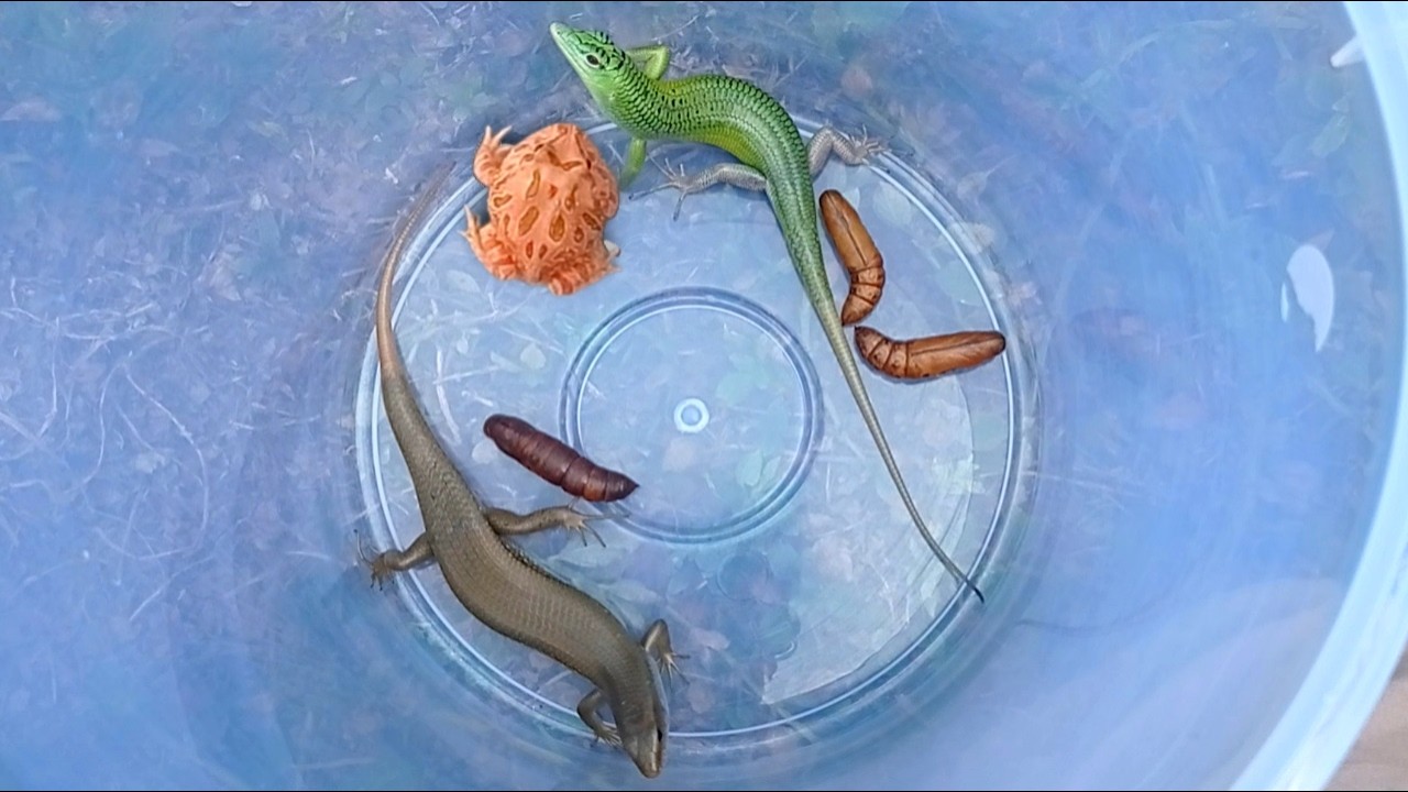 Catching frogs and lizards, catch beautiful frogs, beautiful lizards that are very amazing