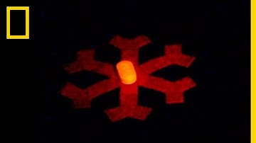 Magnets Control These 3-D Printed Robots | National Geographic