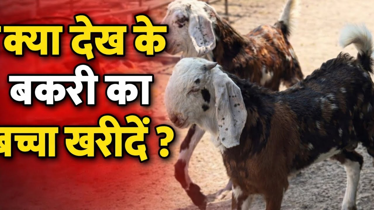 KYA DEKH KE BAKRI KA BACHHA KAHRIDE ||PLAI SETUP LOSS MEIN KYU REHTE HAI||SABRIGOAT FARM DAILY VLOG