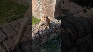#monkey #funny #reaction #video