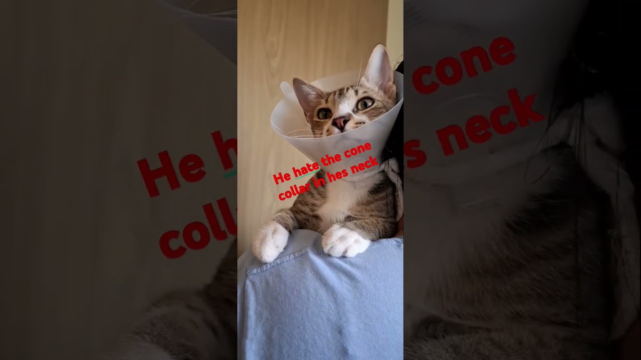 He so cute wearing cone collar 