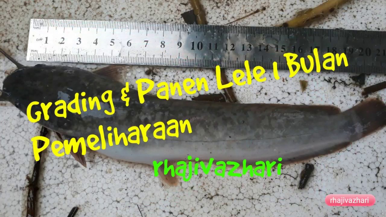 Cara sukses usaha budidaya ikan lele dalam 1 bulan #Vikan2 