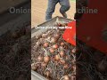 Onion picking machine #farming #agriculture #machine #onionfarming #harvesting #shorts #harvester
