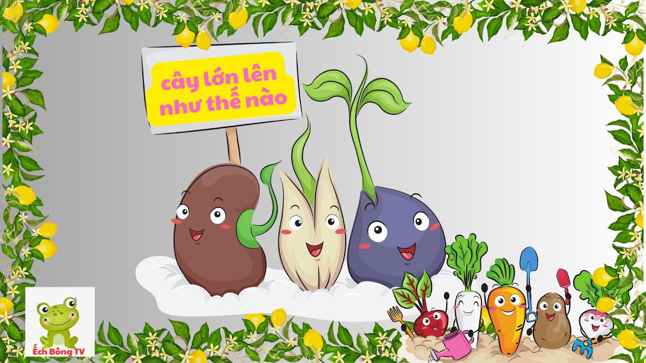 Dạy bé quá trình phát triển của cây| Cây lớn lên như thế nào