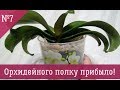 Орхидейного полку прибыло! // Новая посылка с орхидеями из Азии