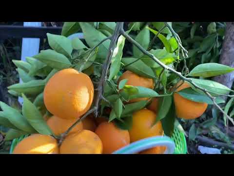 Video: Yuav ua li cas cog tangerine los ntawm pob zeb hauv tsev?