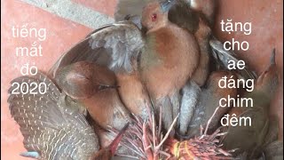 tiếng chim tí nỉ mắt đỏ ốc cao đánh lưới đêm cho anh em