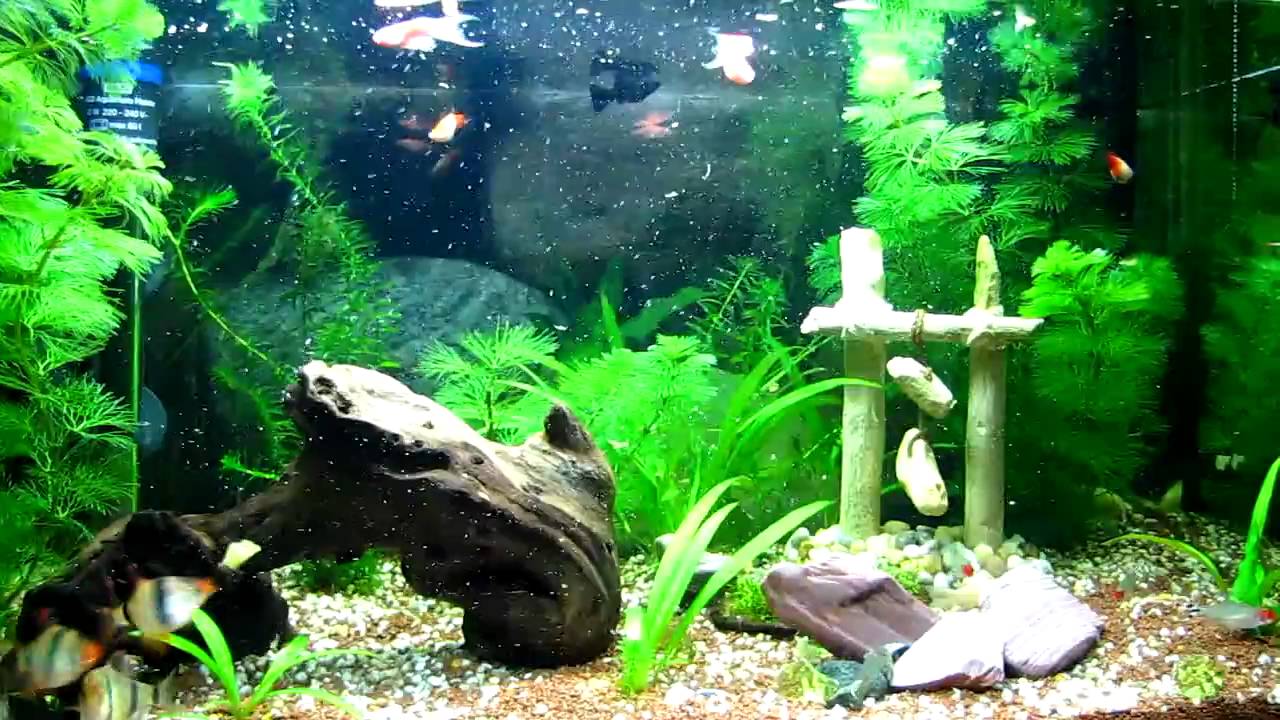 Spirulina flakes (exelent fish food) YouTube