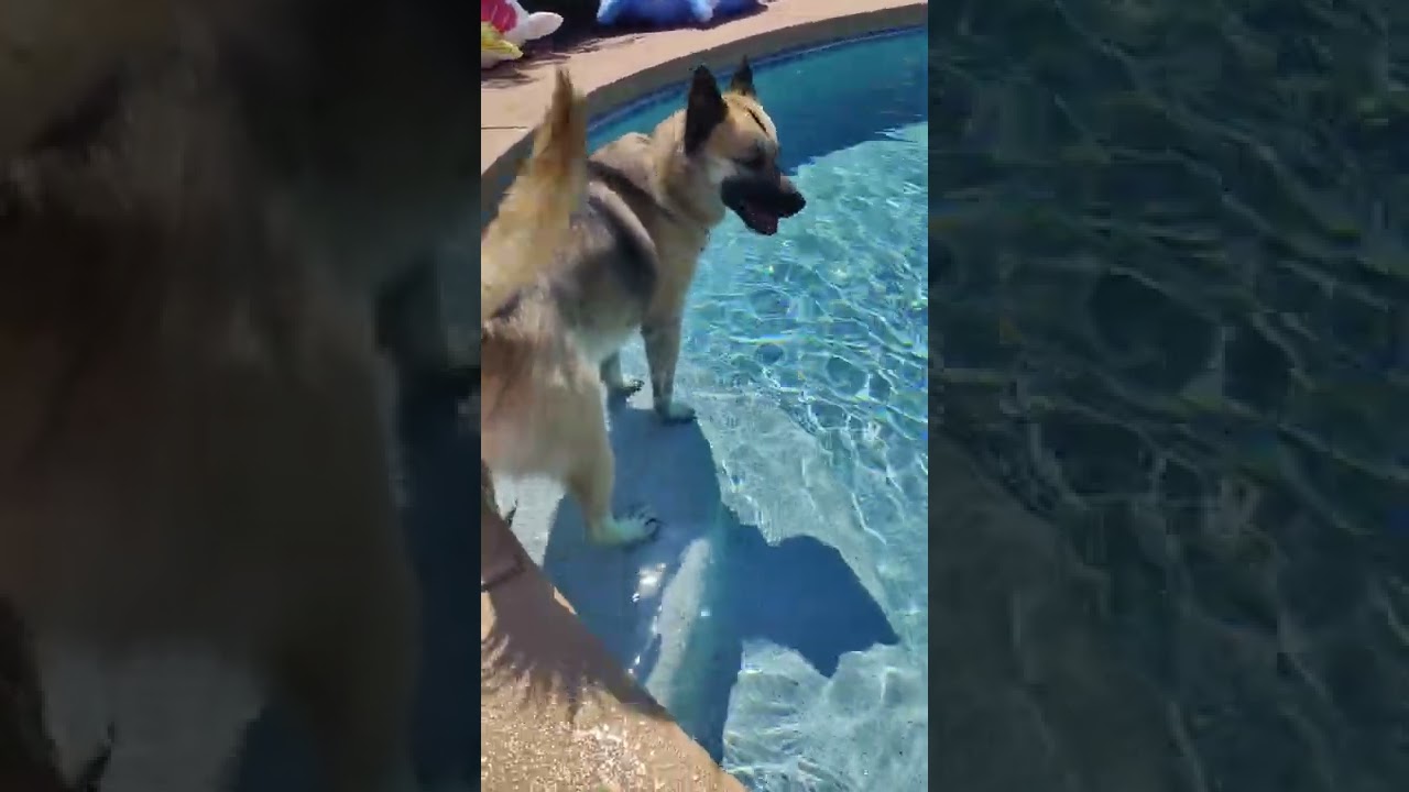 Not all German Shepherd Husky likes to swim. 