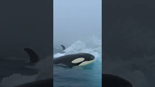 Orca Creates a Giant Wave to Catch a Seal