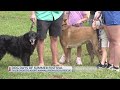 Pet lovers gather in Tyler for Dog Days of Summer festival