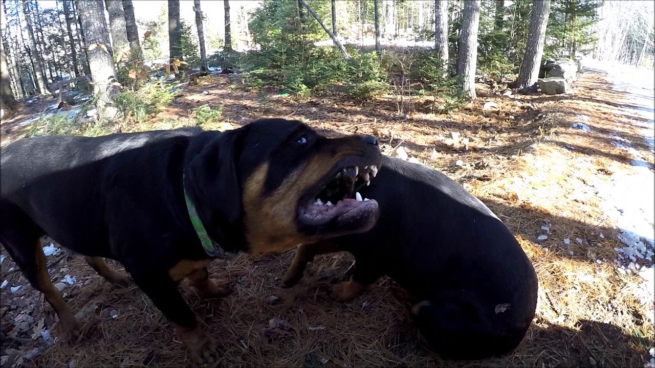 ROTTWEILER DOG FIGHT YouTube