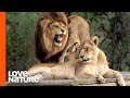 MK Pride Lionesses Weaponize Flirting to Distract Rival Lions | Love Nature