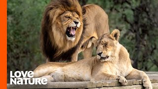 MK Pride Lionesses Weaponize Flirting to Distract Rival Lions | Love Nature