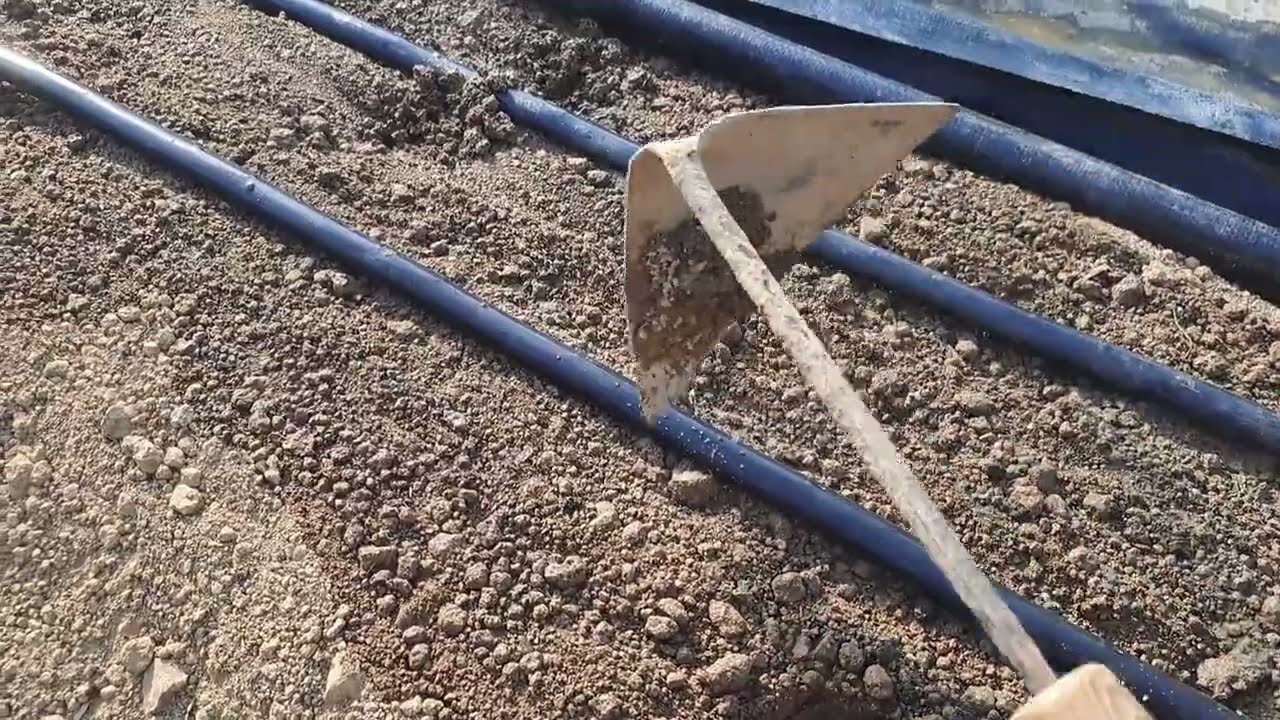 고추밭 1줄관수 2줄관수 직접 확인하세요