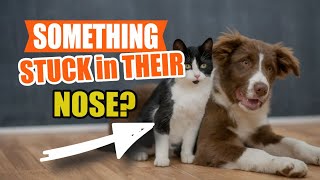 SIGNS that YOUR PET has Something STUCK in their NOSE🐶🐱 by Veterinary Network 91 views 9 days ago 4 minutes, 7 seconds