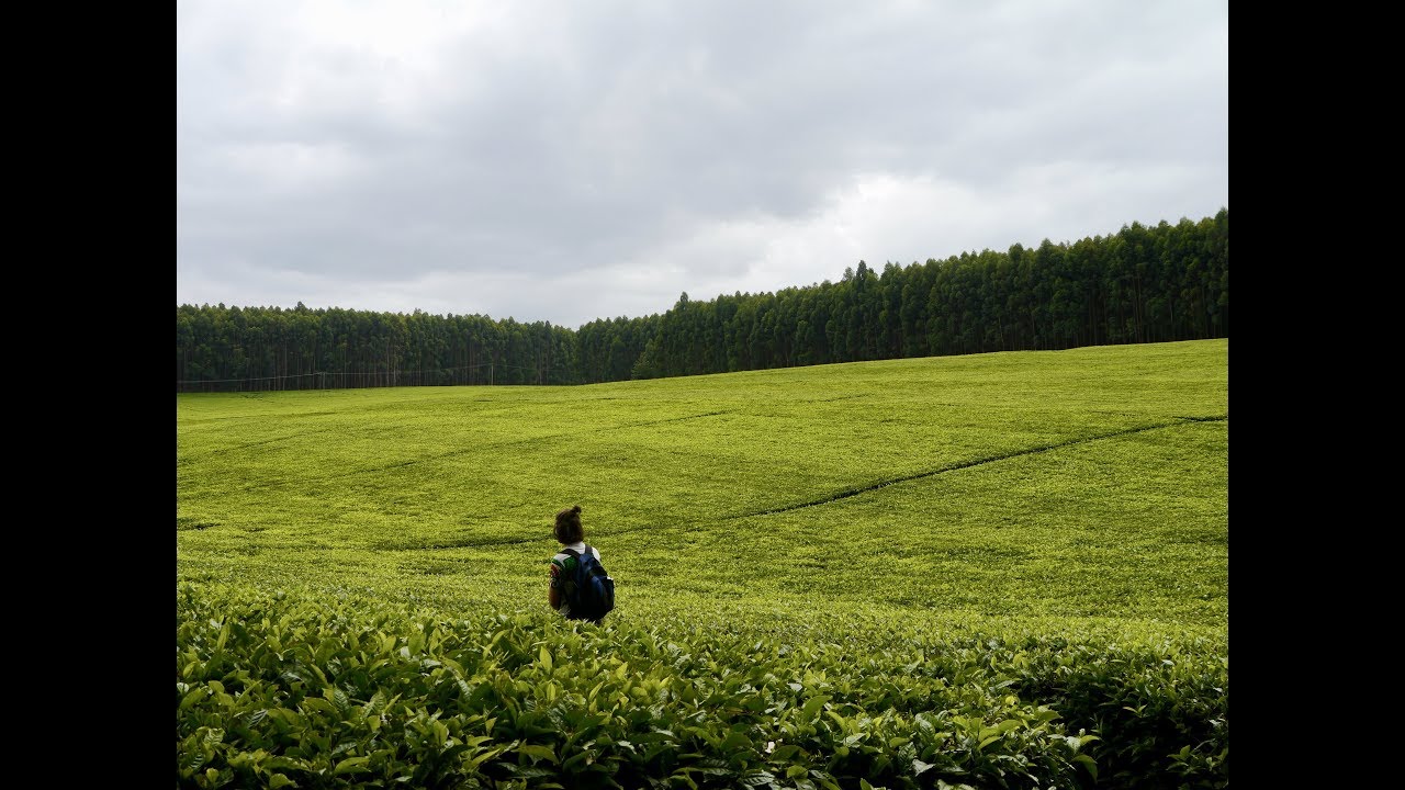 Kericho tea plantations, Nairobi and a Kenyan Christmas! - backpacking East Africa ep14