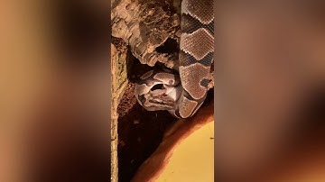 FEEDING 2 MOUSE TO A BALL PYTHON (SNAKE)