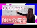 生物 DNAの構造