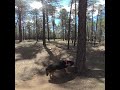 Immersive Hike with Dog in Forest VR 180