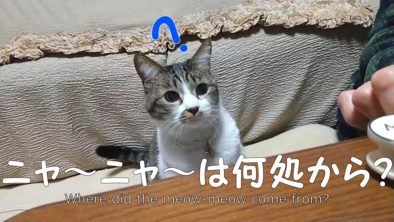 ニャ~ニャ~は何処から? - YouTube