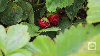 One Minute on the North Fork: Lewin Farms Strawberry Field