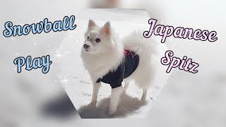❄ Snowball Play with a Japanese Spitz ❄ by Tera & Luna 169 views 2 years ago 2 minutes, 23 seconds