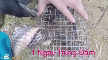 Bẫy Rắn Mùa Mưa Dính Nhiều Rắn Mập ú Trúng Đậm Một Ngày Bội Thu _Vạn Lý Do ( Phần 109 )