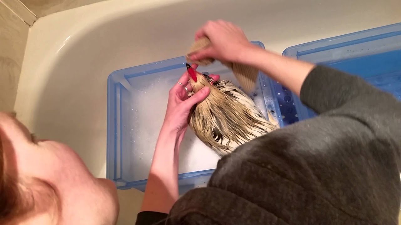 Washing a Rooster - YouTube