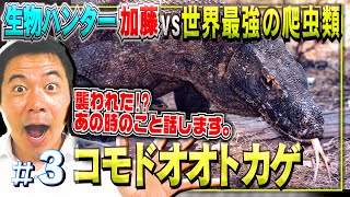 コモドドラゴン Amazon.co.jp: コモドドラゴン コモドオオトカゲ ぬいぐるみ