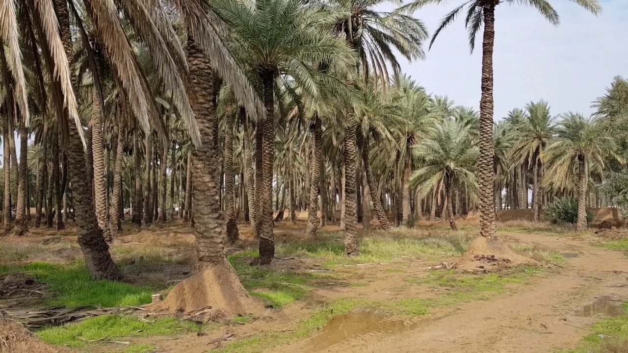 #ماذا تعرف عن أسماء عشائر البصرة الفيحاء أسماء 177عشيرة اذا لم تجد اسم عشيرتك اكتبها بالتعليق