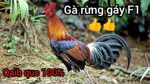 Tiếng Gà Rừng Tơ Tập Gáy Mp3 suab Lau qaib qus qua zoo heev li dib tuaj zoo 2022 tseem2 qaib qus100%