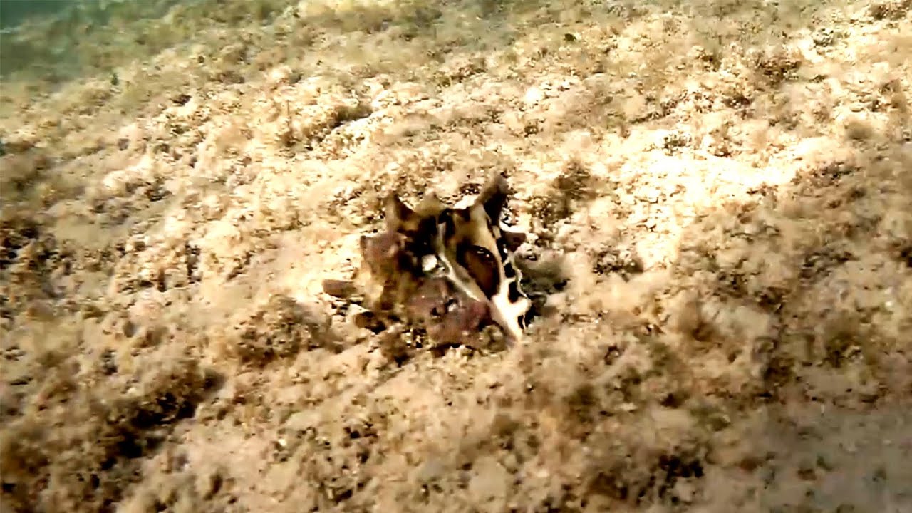 Common Pacific Vase (Vasum turbinellus), Вазум турбинеллус, Обыкновенная тихоокеанская ваза