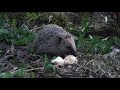 Wild hedgehog enjoying a hearty half of a banana