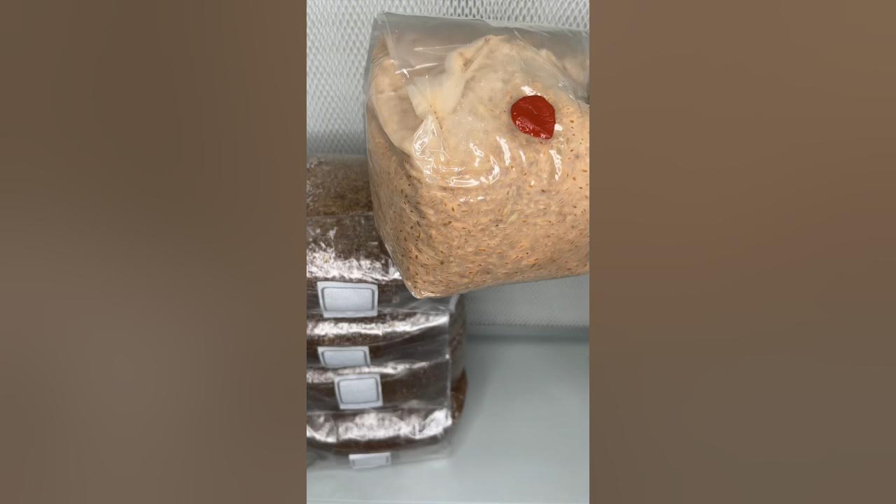 Spawning Chicken of the Woods Mushroom to Substrate shorts 