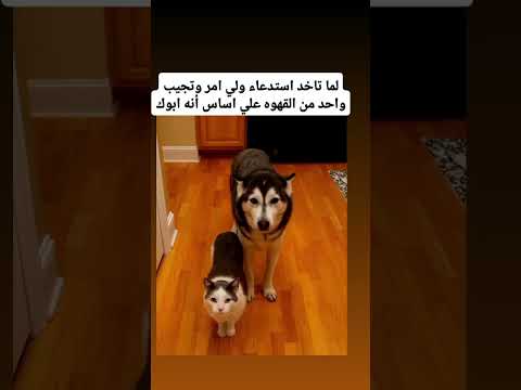 لما المدرسة تقول جيب ولي أمرك وجيب أقوى واحد بالقهوة كوميديا