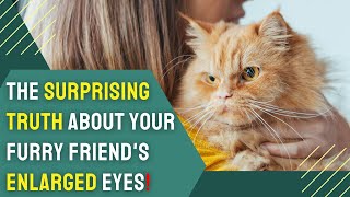 Cat's Eye View: Why Does My Cat Eyes Get Big? by Charming Pet Guru Official 135 views 4 months ago 12 minutes, 31 seconds