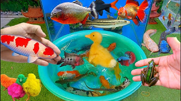 Bắt cá cảnh dễ thương, cá vàng, cá koi, cá trê panda, rùa con, cá bảy màu, cá da trơn