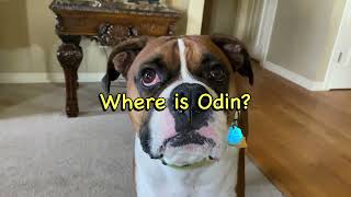 First time without Odin by Odin the German Shepherd 2,513 views 1 year ago 3 minutes, 9 seconds