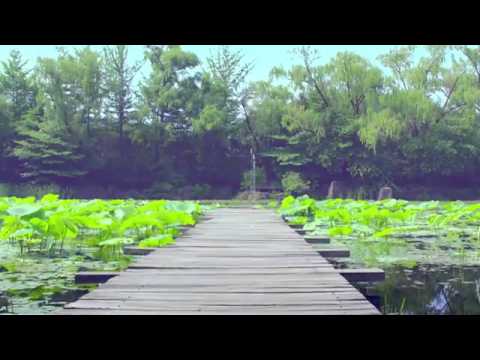 M.V  꽃잎점