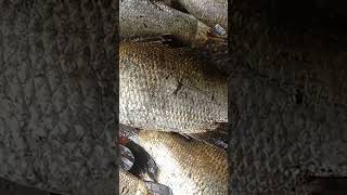 নদীর কোরাল মাছ  #odar now 01945065152 #sundorbon_fish #rivar_fish #koral_fish #home_dalivari_sarvice