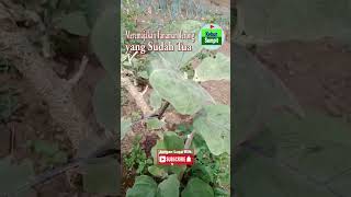 cara meremajakan tanaman terong yang sudah tua #terong #tanamanterong #kang_tejo #kebun_sempit