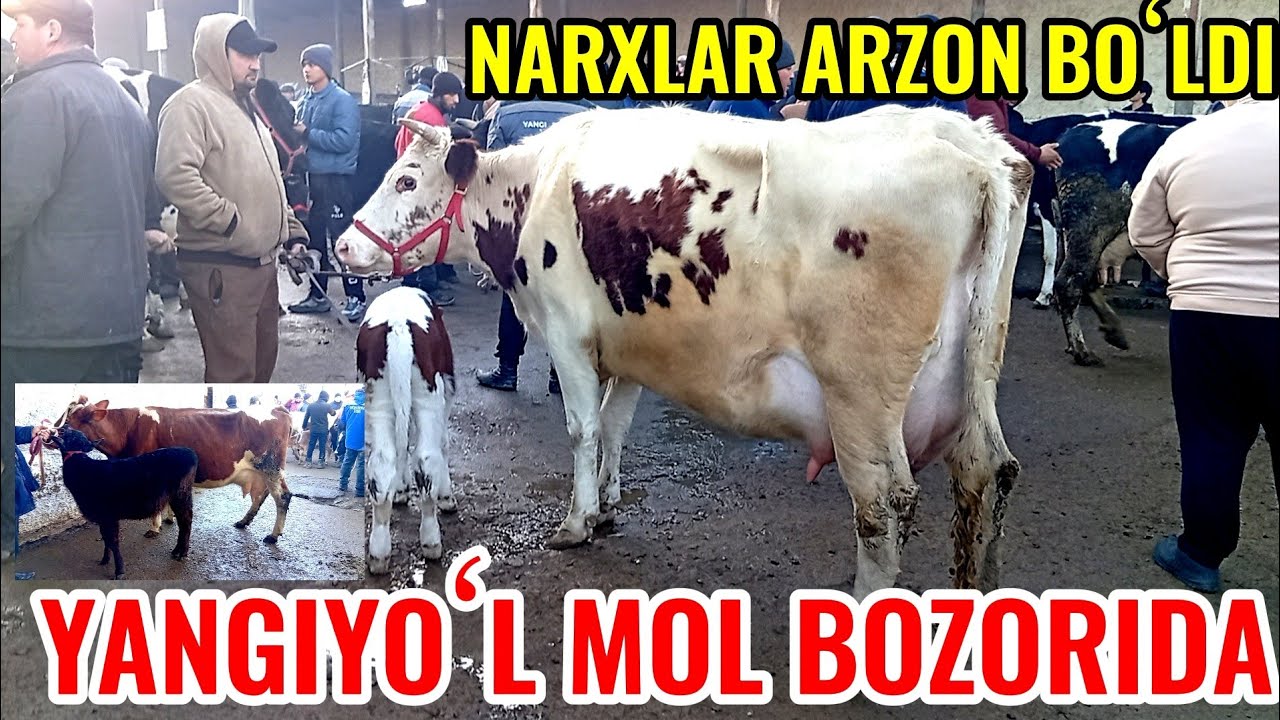 YANGIYOʻL MOL BOZORIDA ONA -BOLA SIGIRLAR NARXLARI BILAN TANISHAMIZ 🐄🐄🐄
