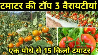 टमाटर की सबसे ज्यादा उत्पादन देने वाली 3 वैरायटीयां // टमाटर की खेती // Top Tomato Hybrid Veraety