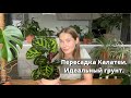 Пересадка Калетеи. Идеальный грунт для Калатеи.