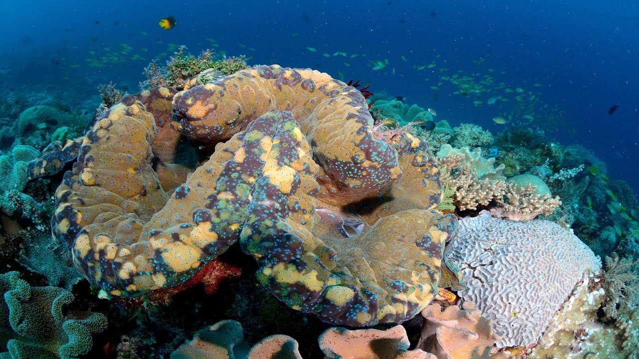 The Fascinating Secret Lives Of Giant Clams | Mei Lin Neo