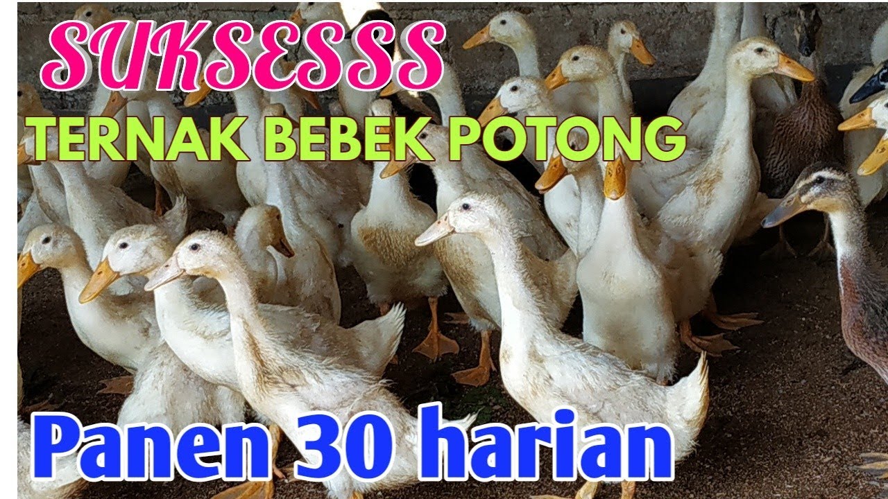 Bebek SUPER !! | Ternak BEBEK HIBRIDA Sukses Panen 30 Harian 