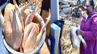How to butcher a chicken safe and easy