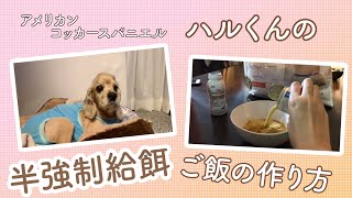 【犬の半強制給餌】アメリカンコッカースパニエル　ハルくんのご飯　レシピと食べさせ方