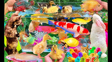 Vịt Con Cá Vàng Bơi, Bắt Các Con Vật Dễ Thương, Mèo Dễ Thương, Rùa Và Thỏ, Hồ Cá Koi, Cá Betta, Cua